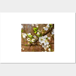 spring motif flower, plum flowers Posters and Art